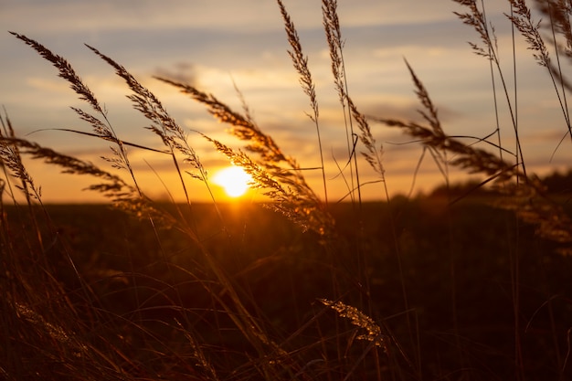 Piękny widok na poranne światło