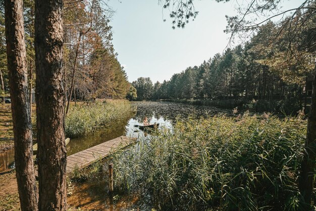 Piękny widok na przyrodę w słoneczny dzień