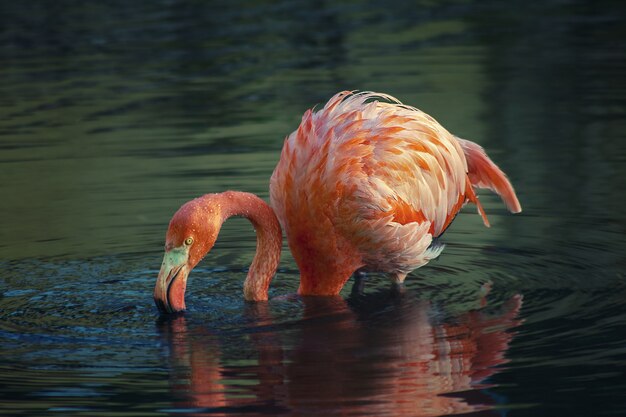 Piękny widok na różowego flaminga w jeziorze