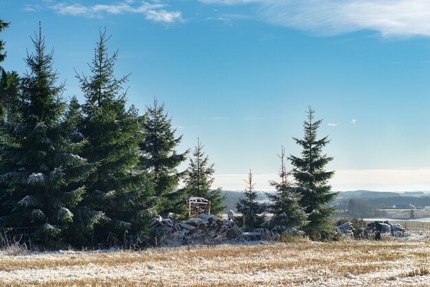 Piękny widok na świerki zimą w Norwegii