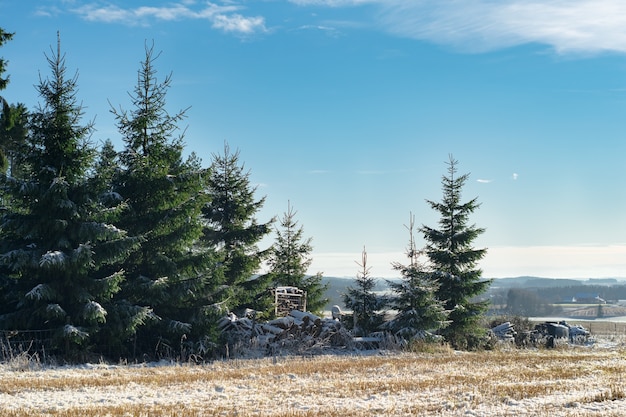 Piękny widok na świerki zimą w Norwegii