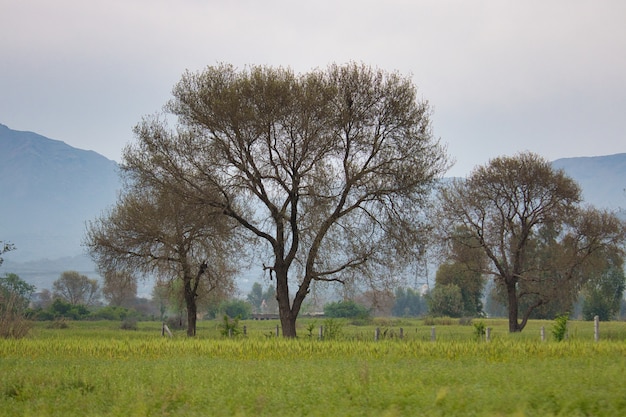 Piękny widok na trawiaste pole ze wspaniałymi drzewami uchwyconymi w pochmurną pogodę