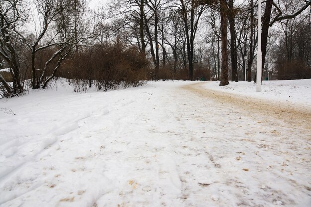 Piękny widok na ulicę parku i pokryte śniegiem drzewa w zimowy dzień