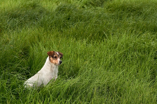 Piękny widok na uroczego białego psa na zielonej trawie