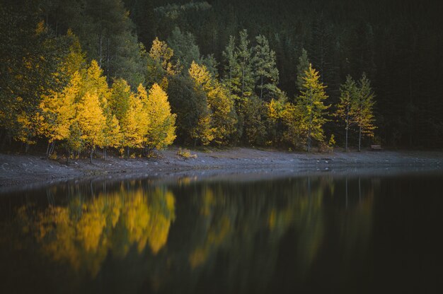 Piękny widok na wodę w pobliżu lasu z zielonymi i żółtymi drzewami