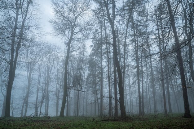 Piękny widok na wysokie drzewa w lesie w sezonie jesiennym w małej mgle