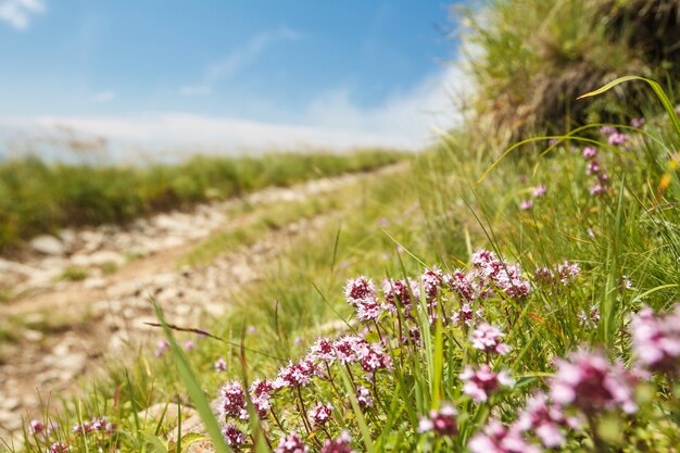 Piękny widok ścieżki w Karpatach. Skoncentruj się na kwiatach.