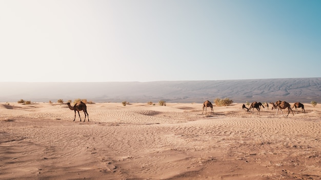 Piękny widok wielbłądy na pustyni chwytającej przy dniem zaświeca w Maroko