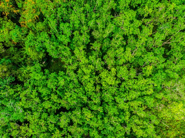 Piękny widok z lotu ptaka natur drzewa w lesie