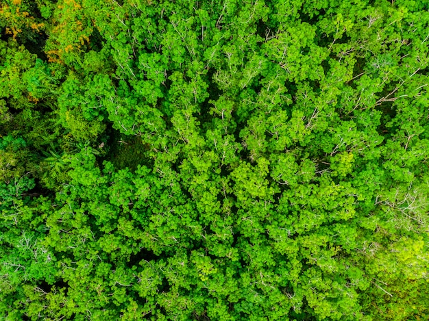 Piękny widok z lotu ptaka natur drzewa w lesie