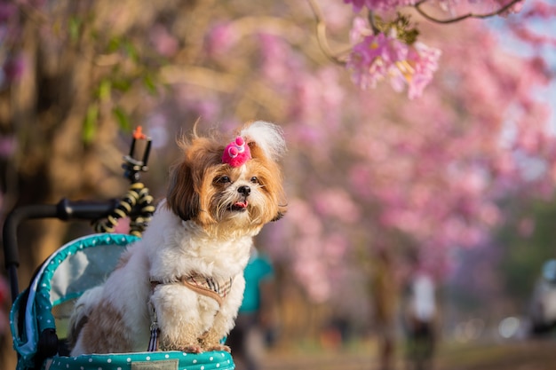 Piękny wiosna portret psa Shih Tzu w kwitnących kwiatów parku różowego.