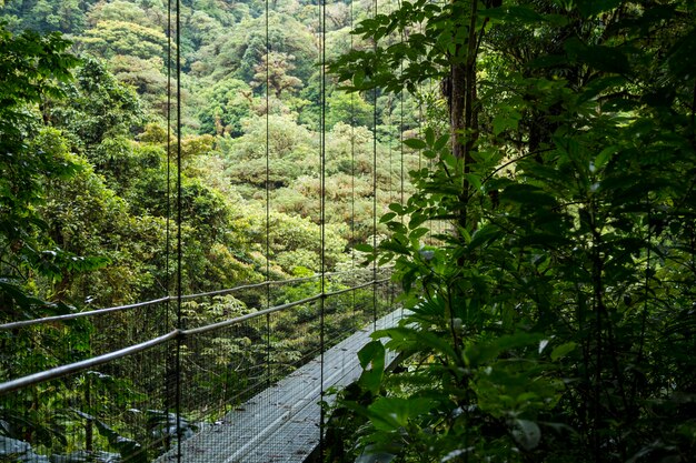 Piękny zawieszenie most w tropikalnym lesie deszczowym przy Costa Rica