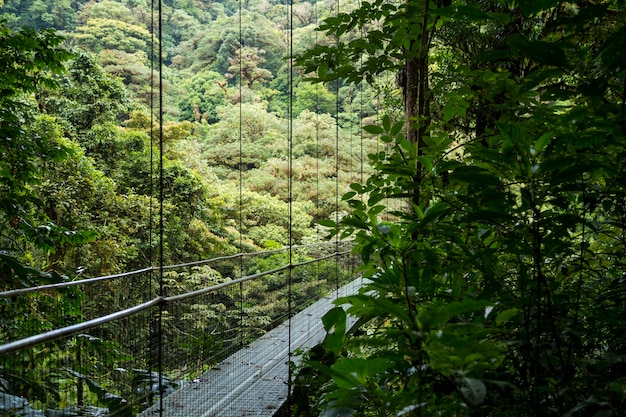 Piękny zawieszenie most w tropikalnym lesie deszczowym przy Costa Rica