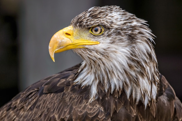 Piękny zbliżenie portret dzikiego, potężnego orła