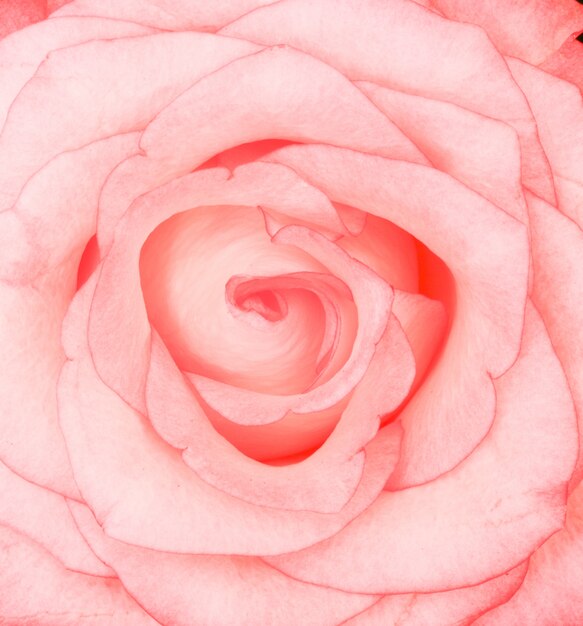 Piękny zbliżenie strzał różowa róża