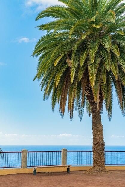 Piękny zielony drzewko palmowe na falezie przeciw błękitnemu pogodnemu nieba tłu. Puerto de la Cruz, Teneryfa, Hiszpania