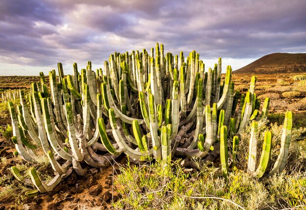 Piękny zielony kaktus na Wyspach Kanaryjskich w Hiszpanii