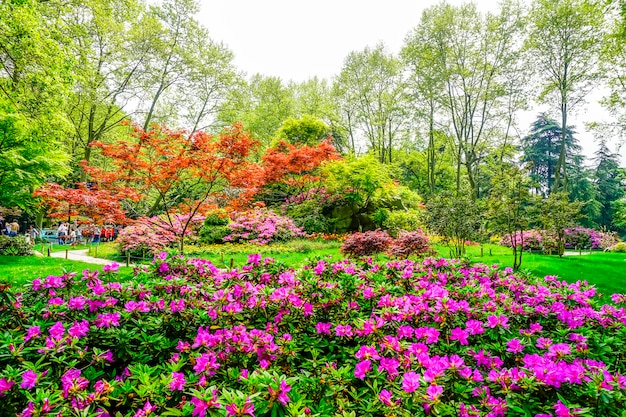 piękny zielony park