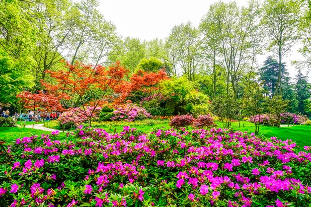 piękny zielony park