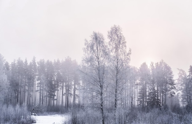 Piękny zimowy krajobraz. Śnieżny las wcześnie rano