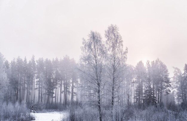 Piękny zimowy krajobraz. Śnieżny las wcześnie rano
