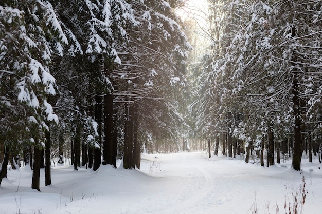 Piękny zimowy krajobraz z lasem