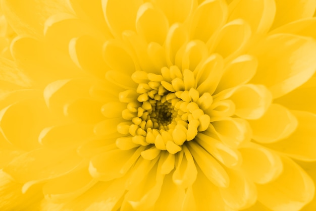 Piękny żółty kwiat z bliska