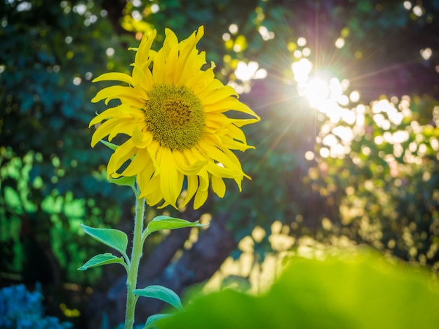 Bezpłatne zdjęcie piękny żółty słonecznik pod zapierającym dech w piersiach jasnym niebem