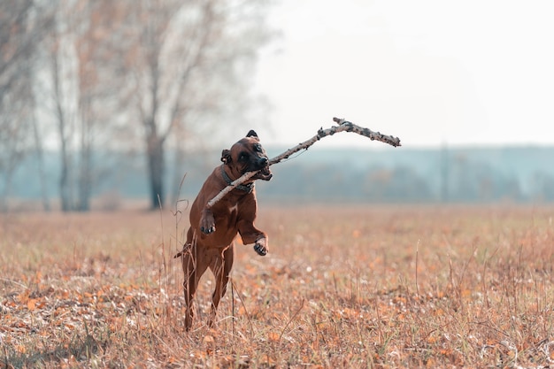 Pies bawi się kijem na polanie pokrytej żółtymi liśćmi. rhodesian ridgeback dobrze się bawi