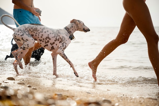 Bezpłatne zdjęcie pies bawi się na plaży