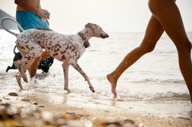 Pies bawi się na plaży