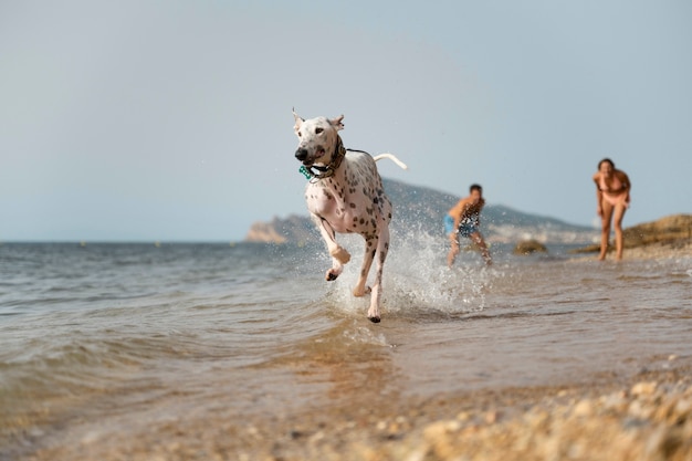 Pies bawi się na plaży