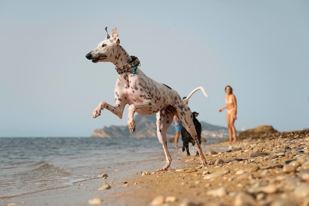 Bezpłatne zdjęcie pies bawi się na plaży