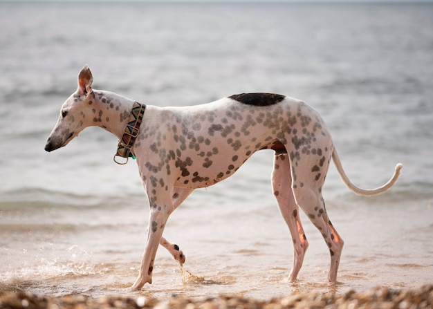 Pies Bawi Się Na Plaży