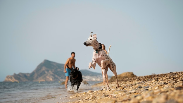 Pies bawi się na plaży