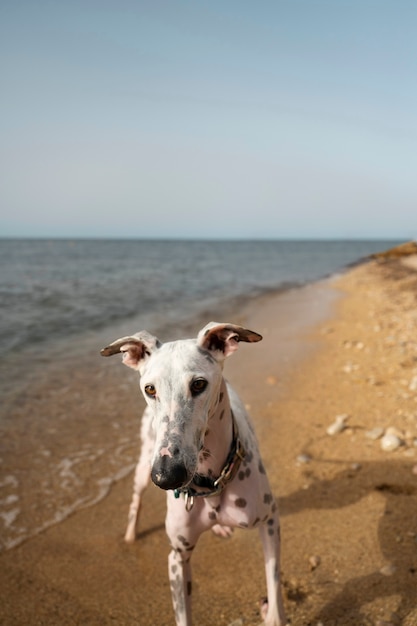 Bezpłatne zdjęcie pies bawi się na plaży