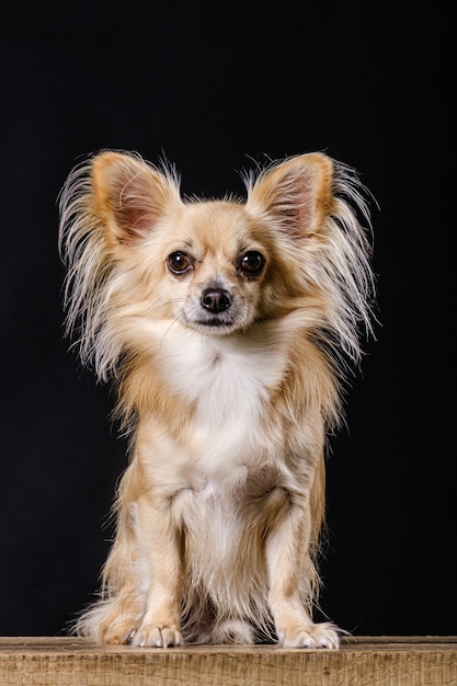 Pies Chihuahua na ciemnym tle
