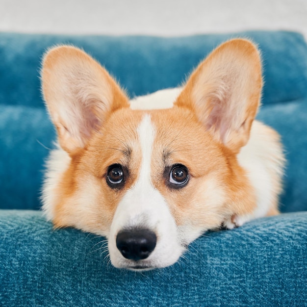 Pies Corgi leży na niebieskiej kanapie