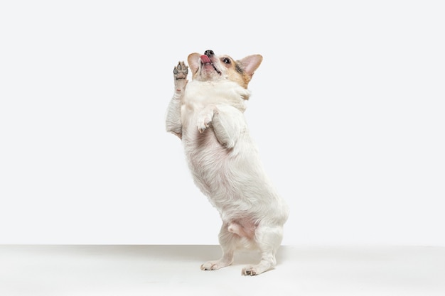 Pies do towarzystwa Chihuahua w biegu. Ładny zabawny kremowy brązowy piesek lub zwierzak grający na białym tle na tle białego studia. Pojęcie ruchu, akcji, ruchu, miłości do zwierząt domowych. Wygląda na szczęśliwego, zachwyconego, zabawnego.