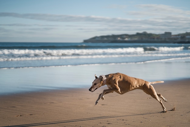 Pies greyhound biegający po plaży