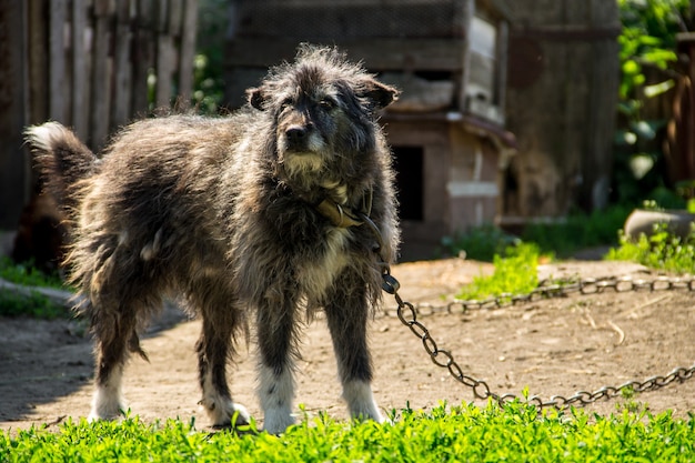 Pies kundel na łańcuchu we wsi strzegący zagrody. pies na podwórku