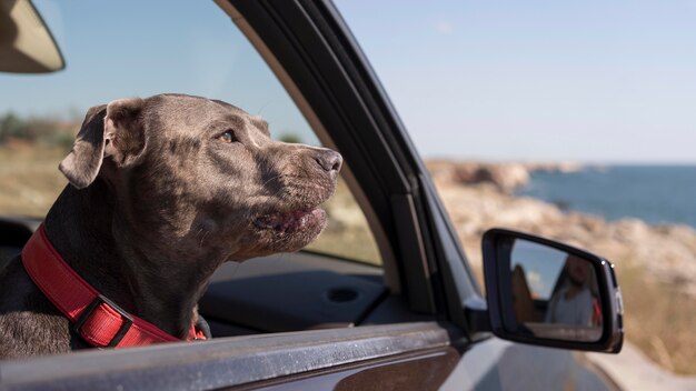 Pies na boki przebywający w samochodzie podczas podróży z właścicielami