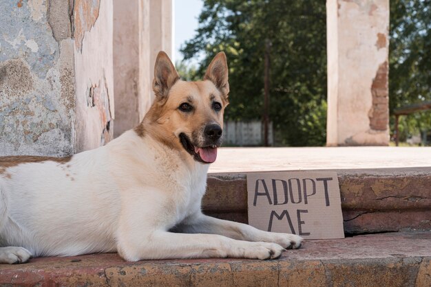 Pies na schodach z banerem adopcyjnym