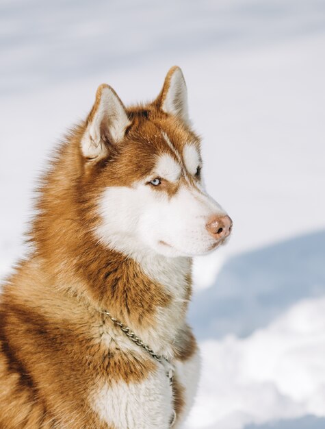 pies niebieski eyed husky brązowy biały kolory siedzi na tle śniegu