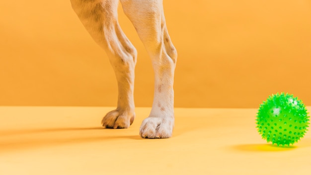 Bezpłatne zdjęcie pies nogi i gumowa piłka na żółtym tle