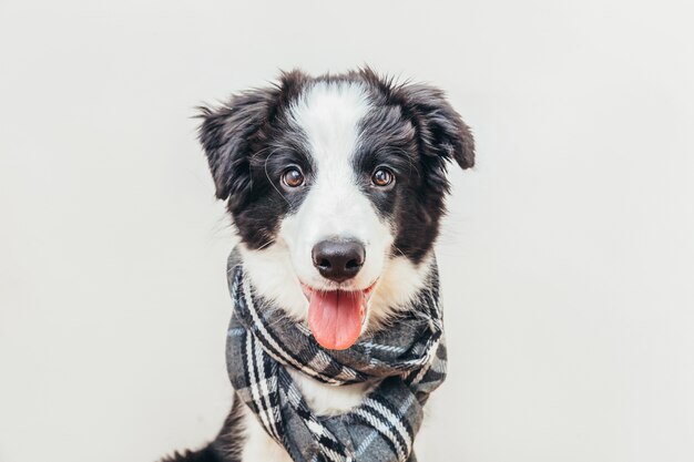 Pies nosi ciepłe ubrania szalik wokół szyi na białym tle