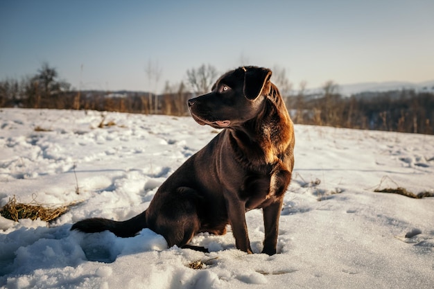 Pies pokryty śniegiem labrador