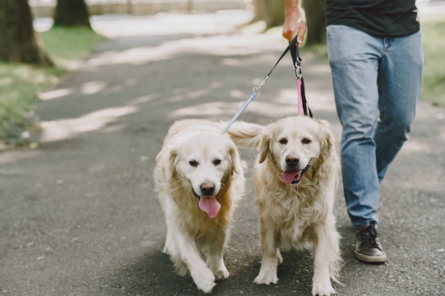 Pies przewodnik pomagający niewidomemu w mieście. Przystojny ślepy facet odpoczywa z golden retriever w mieście.