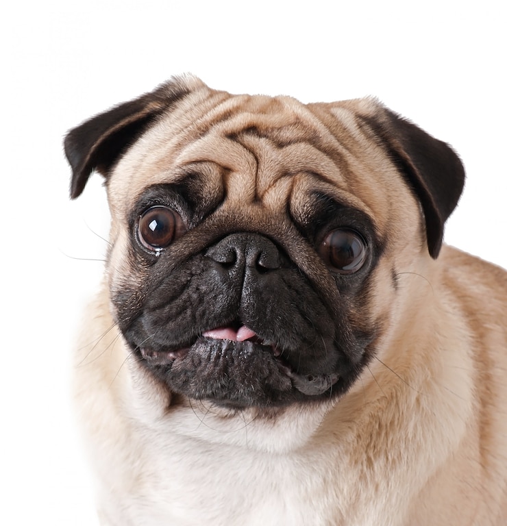 Bezpłatny plik Zdjęcie pies pug odizolowany na białym tle