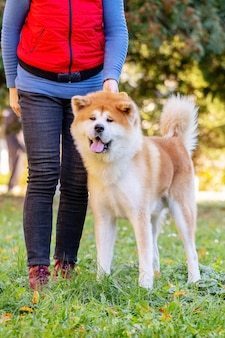 Pies rasy shiba-inu w pobliżu swojej kochanki podczas spaceru po parku